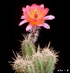 Echinocereus scheeri obscuriensis -032.jpg